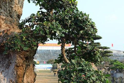 Cây duối cổ cao 2,9 mét rao giá 6 tỷ, dân mạng vào than 'sao bán quá rẻ'