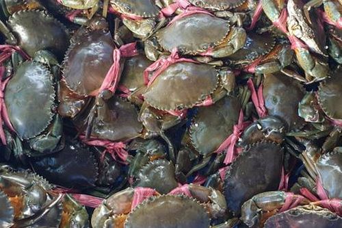Hải sản tăng giá chóng mặt sau Tết: cua biển gần 1 triệu đồng/kg, mực lá 600.000 đồng/kg, ốc hương lên tới 400.000 đồng/kg