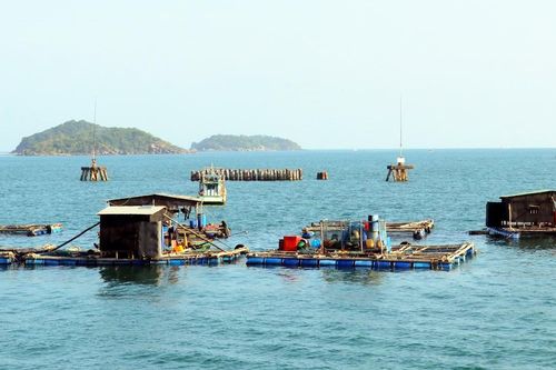 Phát triển nghề nuôi biển theo hướng an toàn và hiệu quả