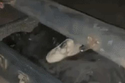 Mua nhà cổ, cặp đôi dọn vào ở mới hãi hùng khám phá loạt cảnh tượng sởn gai ốc, 10 triệu người xem khuyên nên chuyển đi ngay