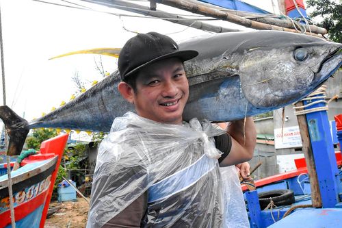 Ngư dân Bình Định trúng đậm với cá ngừ đại dương