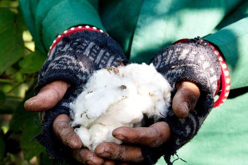 Nhiều người có thể đã bị lừa với cái gọi là 'bông hữu cơ'