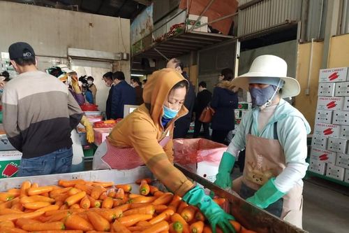 Điều đặc biệt lễ hội cà rốt lần đầu tiên được tổ chức tại Hải Dương