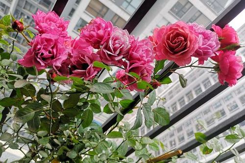 7 năm lấy chồng, tôi đã không còn biết đến ngày Valentine