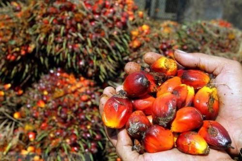 Ấn Độ cắt giảm thuế đối với dầu cọ thô nhập khẩu
