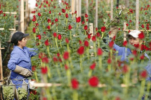 Nhà sản xuất hoa lớn thứ hai thế giới lạc quan về doanh số bán hoa dịp lễ Tình nhân