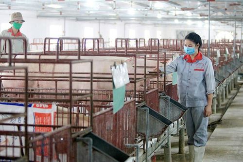 Tái đàn chăn nuôi sau Tết: Chú trọng phòng, chống dịch bệnh
