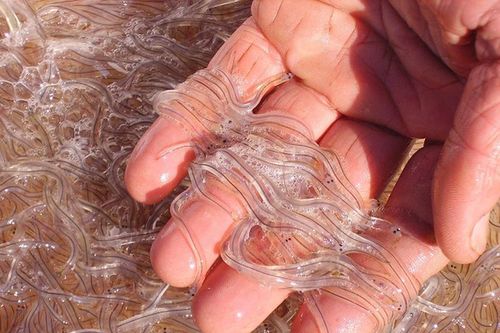Ngắm sinh vật trong suốt được ví như 'vàng trắng', đại gia săn lùng