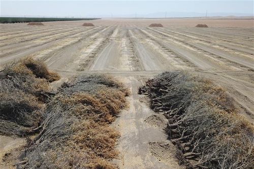 Miền Tây nước Mỹ đi qua đợt hạn hán nghiêm trọng nhất trong 1.200 năm