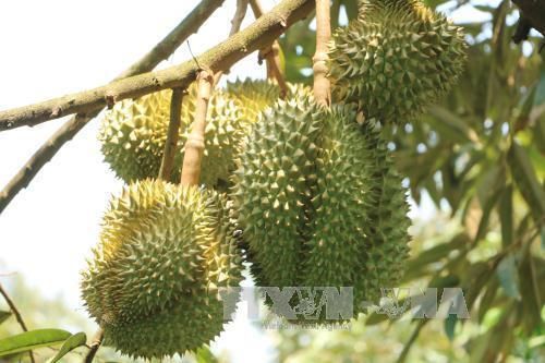 Sầu riêng ở Tiền Giang hút hàng, giá tăng gấp ba lần năm trước