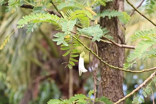 Cây dại xưa làm hàng rào, giờ thành 'mỏ vàng' trồng kiếm tiền triệu