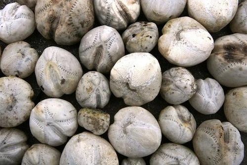 'Khoai tây lạ' trên biển bỗng dưng động đậy, ai cũng thất kinh