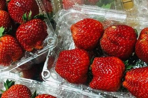 Cơn sốt dâu tây Mộc Châu, hàng vip như Tây, rẻ chưa từng có