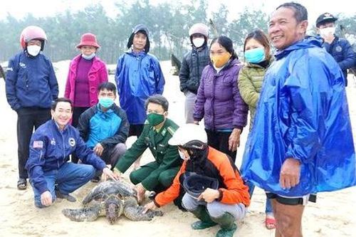 Rùa quý hiếm mắc lưới ngư dân được thả về với biển