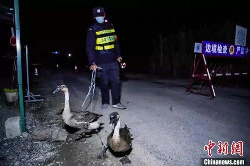 Trung Quốc dùng ngỗng tuần tra biên giới, truy đuổi người vượt biên