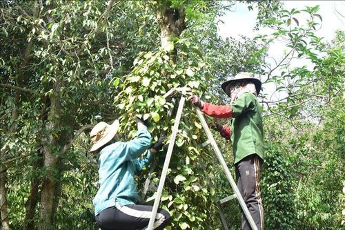 Cảnh báo tai nạn thương tích khi người dân thu hoạch hồ tiêu