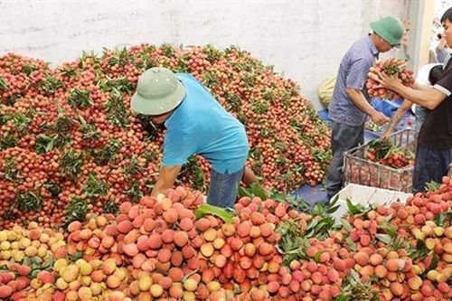 Kiều bào là cầu nối đưa nông sản Việt vươn xa