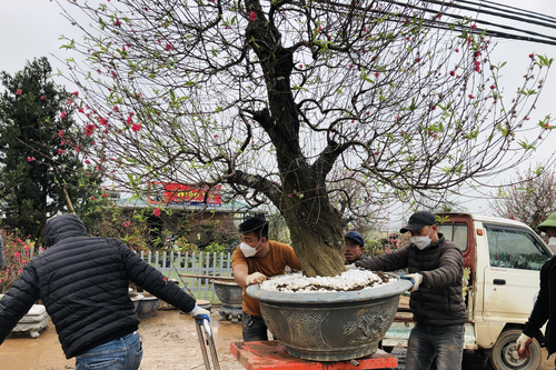 Nhà vườn Nhật Tân chi tiền triệu mỗi ngày 'tái sinh' đào sau Tết