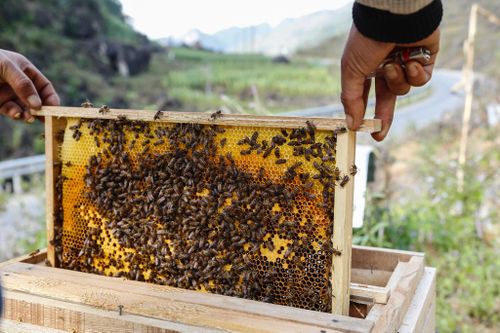 Đề nghị Hoa Kỳ tuân thủ quy định của WTO đối với mật ong của Việt Nam