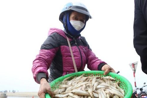 Vào mùa cá đục, ngư dân Hà Tĩnh thu tiền triệu mỗi ngày