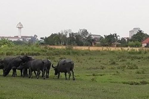 Hải Dương công khai 3 doanh nghiệp ôm đất rồi 'lặn mất tăm'