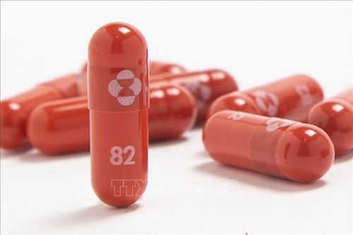 Nam Phi không có kế hoạch mua thuốc điều trị COVID-19 của Merck do chi phí cao