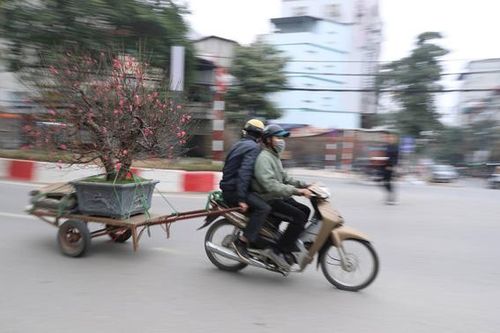 Dịch vụ thu gom cây cảnh sau Tết đắt hàng