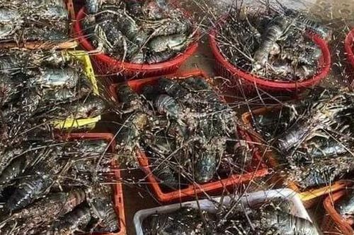 Tôm hùm giá sập sàn chỉ 380k/kg size 4-5 con