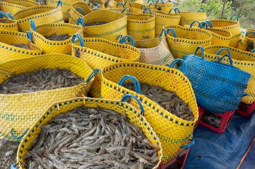 Giá tôm ở miền Tây tăng mạnh
