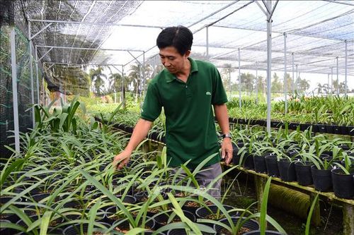 Thu nhập hấp dẫn từ việc tạo ra các loại lan huệ