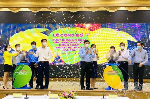 Đồng Tháp xuất khẩu 3 tấn xoài Cát Chu sang châu Âu