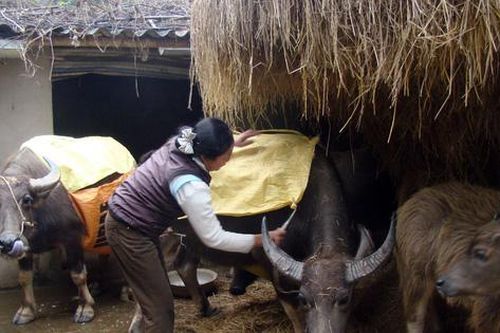 Làm gì để bảo vệ cây trồng, vật nuôi trước thời tiết khắc nghiệt?