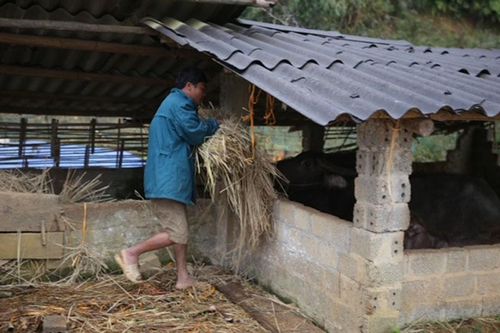 Rét đậm, rét hại gây nhiều thiệt hại tại Lai Châu