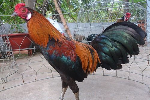 Gà chọi Việt Nam có chiêu hiểm: Các 'cao thủ' phải chào thua!