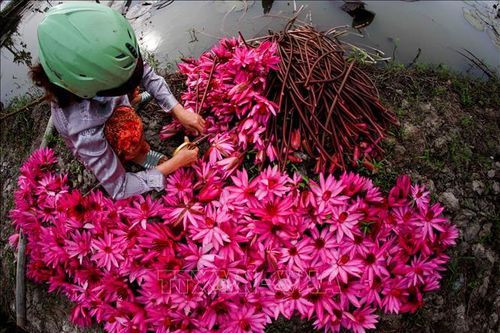 Thêm lợi nhuận khi trồng xen canh hoa súng ở Hậu Giang