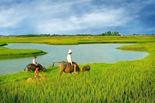 Khởi động dự án cải tiến chuỗi giá trị lúa gạo Đồng bằng sông Hồng
