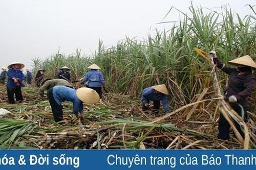 Đẩy nhanh tiến độ thu hoạch, chế biến mía nguyên liệu niên vụ 2021-2022