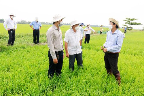 'Mặt ruộng không dấu chân' - mô hình canh tác lúa an toàn