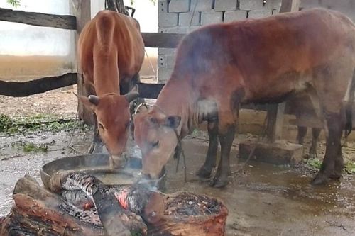 Rét đậm, rét hại làm nhiều gia súc bị chết