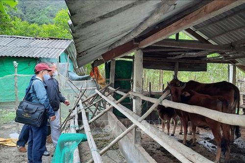 Thừa Thiên - Huế tập trung các giải pháp chống rét cho đàn gia súc