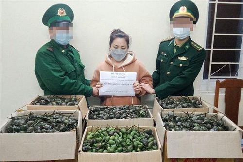 Thanh Hóa: Bắt 'nữ quái' vận chuyển trái phép 40kg quả thuốc phiện