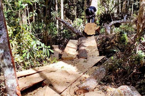 Xử lý trách nhiệm nhiều chủ tịch xã để xảy ra các vụ phá rừng nghiêm trọng
