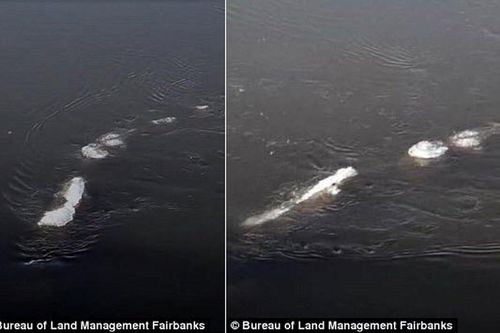 Bí ẩn quái vật khủng dưới lòng sông Alaska: 'Họ hàng' của Loch Ness?