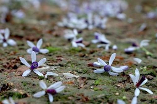 Đọc lại 'Mưa xuân' của Nguyễn Bính