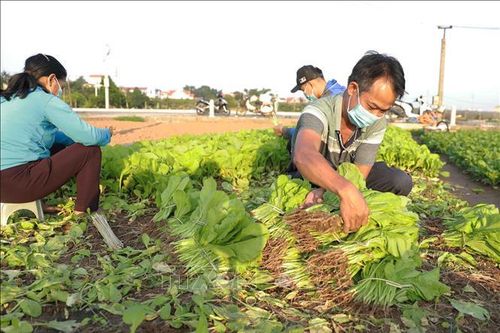 Giá rau xanh tại Hà Nội tăng từ 2-3 lần
