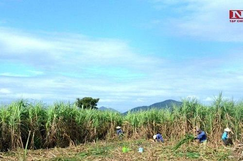 Khánh Hòa: Giá mía tăng cao, nông dân phấn khởi nhưng đầy nỗi lo