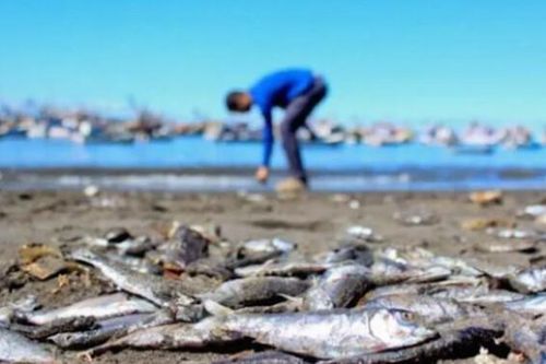 Chile: Cá chết hàng loạt báo động tình trạng ô nhiễm môi trường biển