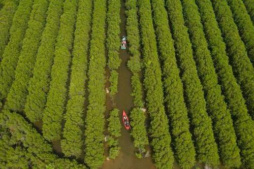 Việt Nam thu về hàng trăm triệu USD từ tín chỉ carbon