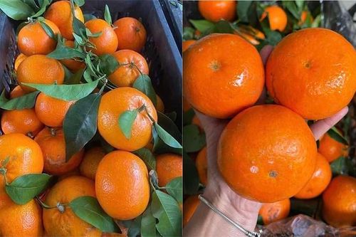 Nhà nào cũng cố mà ăn, chỉ vài ngày giá cam, quýt tăng gấp 2-4 lần