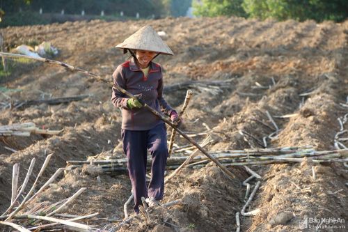 Nhộn nhịp mùa trồng mía thuê ở miền Tây xứ Nghệ